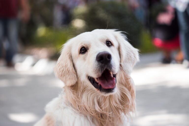 Benadryl Dosage Calculator for Dogs by Weight